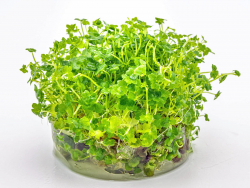 Kleinblättriger Wassernabel - Hydrocotyle tripartita ´Mini´ in vitro